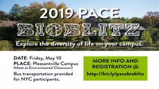 Information regarding 2019 Pace BioBlitz is as follows Create Your Own Tags: is #BioBlitz and Start date is April 22 2019 and End Date is May 10 2019 and Name of Ad/Event is 2019 Pace BioBlitz and File is Browse and Group Name is DCISE and Affiliation is Department and File Name is BioBlitz_Orca_comp.jpg and Panel is Main and Name is Sam Miller and Email is smiller3@pace.edu and